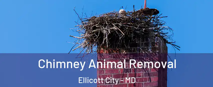 Chimney Animal Removal Ellicott City - MD