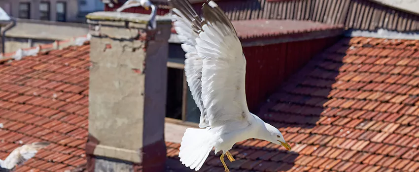 Residential Chimney Animal Removal Solution in Ellicott City, MD